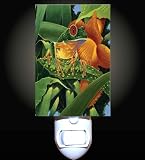 Colorful Rain Forest Frog Decorative Night Light
