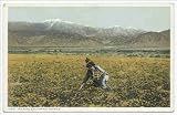 51JgVEfs8XL. SL160  Postcard Reprint Picking Poppies, California 1898 1931