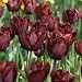 Black Jewel Tulip Seed Pack
