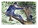 Union Army Sharpshooter Using Telescopic Sights Art Giclee Poster Print by American S...