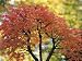 51Jh7RvfcyL. SL75  Bonsai Tree Japanese Maple