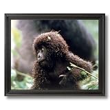 Tropical Baby Gorilla Monkey Animal Wildlife Home Decor Wall Picture Black Framed Art Print