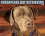 Chesapeake Bay Retrievers 2014