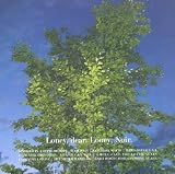 Loney, Noir [VINYL]