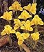 Kitchen & Housewares : Danford Rockgarden Iris 20 Bulbs - Very Hardy!