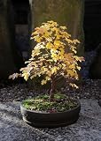 Flowering Maple Bonsai Tree by Sheryls Shop