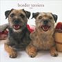 Border Terriers 2008 Square Wall