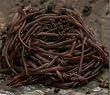 VermipostPro Red Wigglers for Organic Gardening and Composting