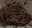 One Pound (#1) VermipostPro Red Wigglers for Organic Gardening and
Composting