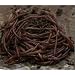 VermipostPro Red Wigglers for Organic Gardening and Composting