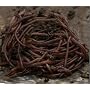 2 Pounds - Red Wigglers from CompostCritter