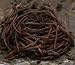VermipostPro Red Wigglers for Organic Gardening and Composting