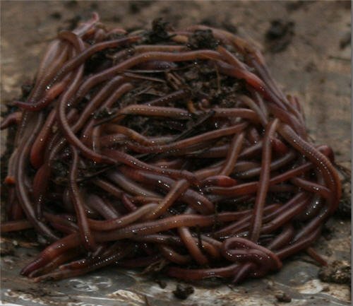Red Wiggler Composting Worms 5lb Pack