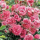 Garden Roses - Rose Electric Blanket