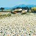 Farm Near Bini Scenic Art Poster Print by Hazel Barker, 20x20