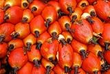 Raw Palm Oil Seed in the Plantation - 24