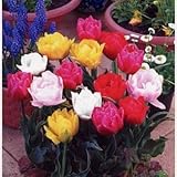 チューリップ球根　八重咲セット　２０球入