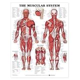 The Muscular System Anatomical Chart