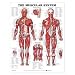 The Muscular System Anatomical Chart