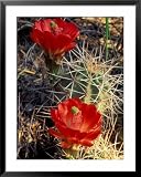 Claret Cup Cactus, Monument Canyon, Colorado National Monument, Colorado, USA Photography Framed Art Poster Print by Jerry & Marcy Monkman, 31x39