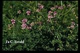 Crown Vetch 4 Plants - Groundcover - Coronilla