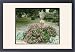 Framed Prints of Cistus Purpureus (Orchid Rock Rose) from Mary Evans