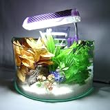 Bowfront Aquarium w/ Light & Filter