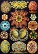 Haeckel Sea Squirts Wooden Jigsaw Puzzle