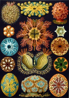 Haeckel Sea Squirts Wooden Jigsaw Puzzle