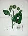 1902 Botany Colour Greater Burdock Plant Damaged Print