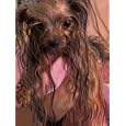 Wet Yorkshire Terrier Wrapped in a Towel Photographic Poster Print by Adriano Bacchella, 9x12