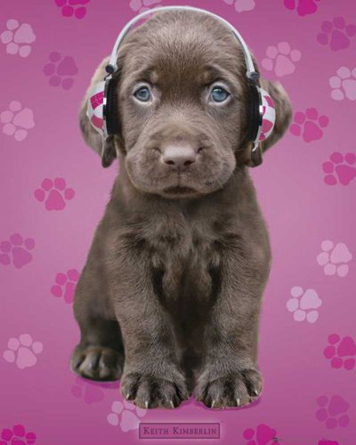 Empire Merchandising 524195 Keith Kimberlin - Schokoladen Labrador - Tiere Hund Mini-Poste Preisvergleich