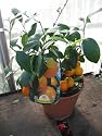 Citrus Tangerine Fruit Tree