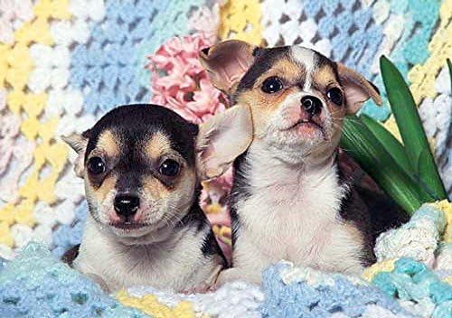 Chihuahua Puppies 300 Piece Puzzle
