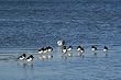 Photographic print, OYSTERCATCHERS & GULL. 8"x6" approx dimensions