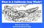What Is a California Gray Whale?