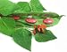 Runner Bean with Flower / Scarlet Runner Bean with Flower - 24