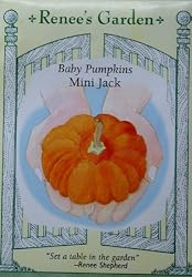 Mini Jack Baby Pumpkin Seeds 25 Seeds