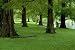 Dawn Redwood Trees - 24