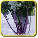 1 Lb Kohlrabi Seeds - 'Purple Vienna' Bulk Vegetable Seeds