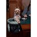 Pet Gear Clip-On High Chair for pets up to 10-pounds, Pink