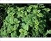 Photographic Prints of Lemon Balm from Ardea Wildlife Pets