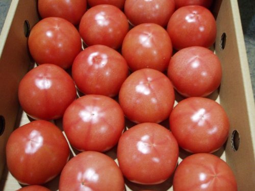 沖縄県産　トマト約4kg