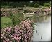 Photographic Prints of Brambles and pink flowers beside a lake from Mary Evans