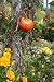Rouge Tomate - 24