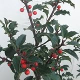 西洋ヒイラギ：ブループリンセス6号ポット[黒ヒイラギ]