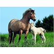 Norwegian Mare and Foal Jigsaw Puzzle 500pc