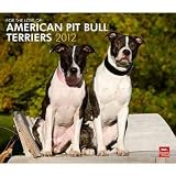 American Pit