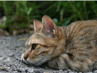 japan back street cats (路地裏の猫達)
