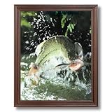 Large Mouth Bass On Fish Lure Animal Wildlife Fly Picture Framed Art Print by 